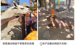 哈爾濱東北虎林園“輕斷食”：假期被投喂成“工傷”，動物健康引關(guān)注