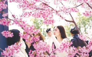 香港游客盛贊湖北：櫻花浪漫科技新，鄂港文旅合作迎新機